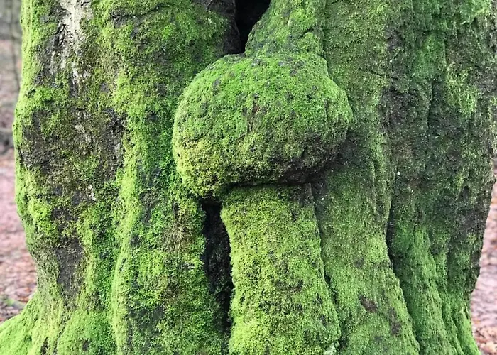 Tatil Evi Modern Lakeview In Veluwe